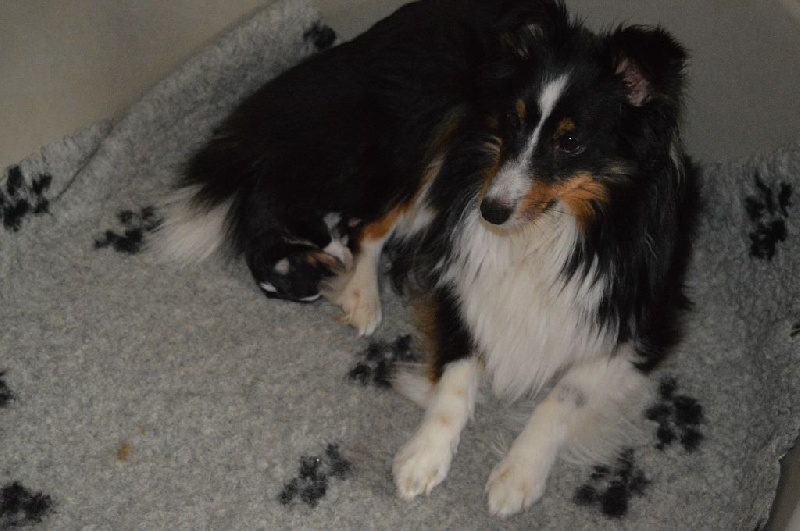 du Plateau d'Aromas - Shetland Sheepdog - Portée née le 11/05/2015